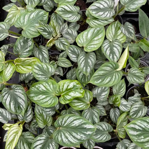 where to buy spider plants Variegated Spider Plant - 6 Inch Pot main image 0