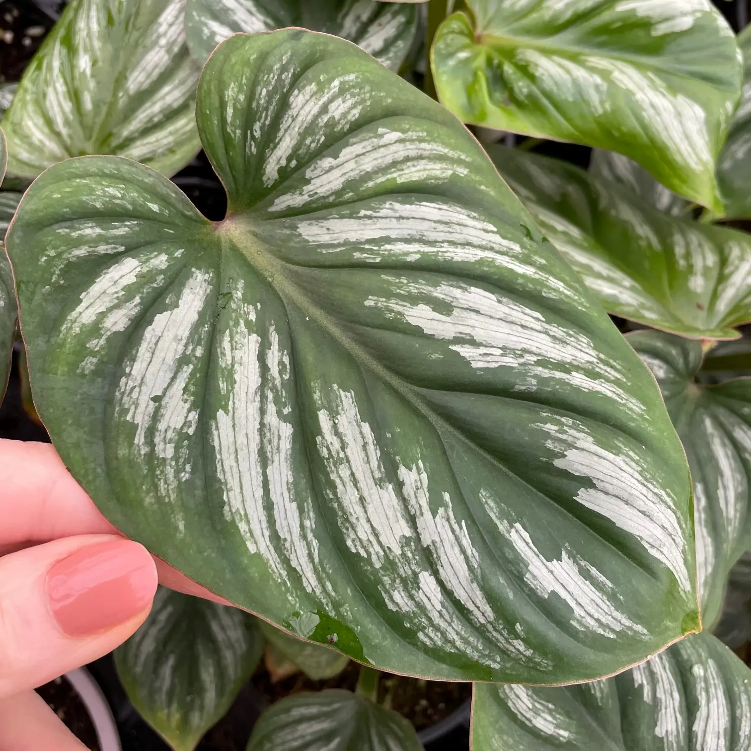 philodendron silver Philodendron hastatum (narrow leaf)