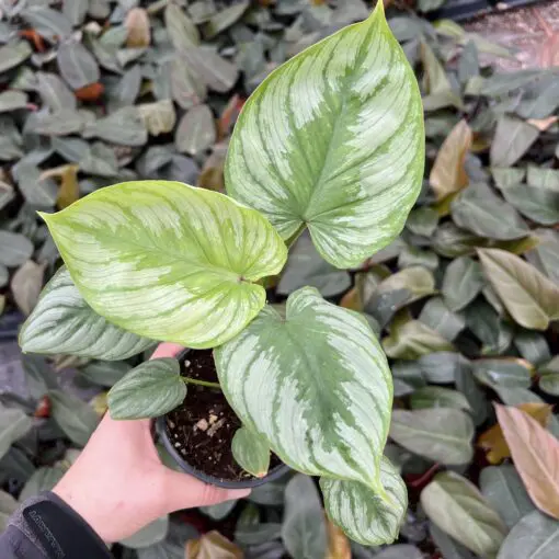 Philodendron 'Silver Cloud' - Quilted Silver Leaf Philodendron (4.5" Pot) |  Little Prince of Oregon Nursery