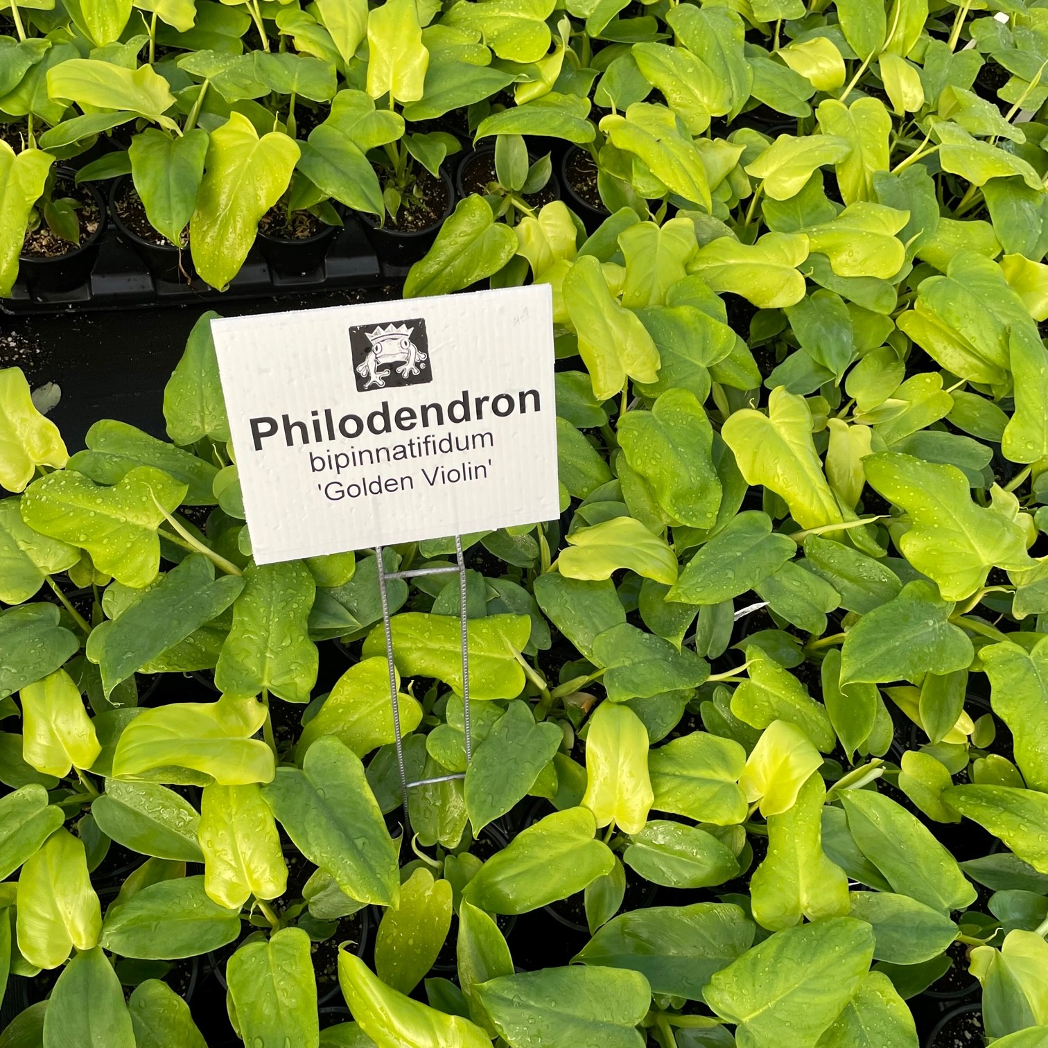 Philodendron 'Golden Violin' (4.5" Pot) | Little Prince of Oregon Nursery