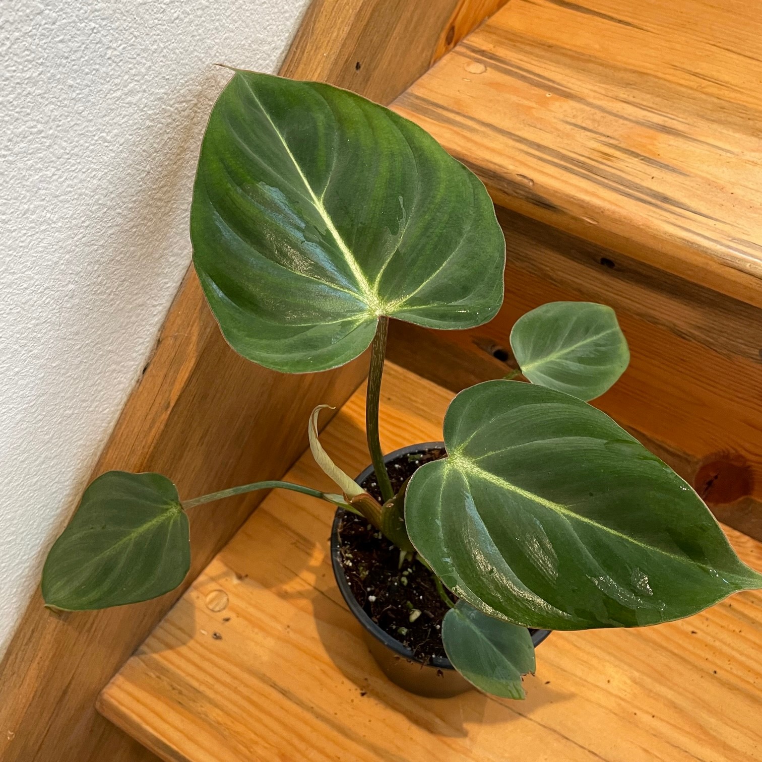 Philodendron gloriosum (4.5" Pot) - Image 5