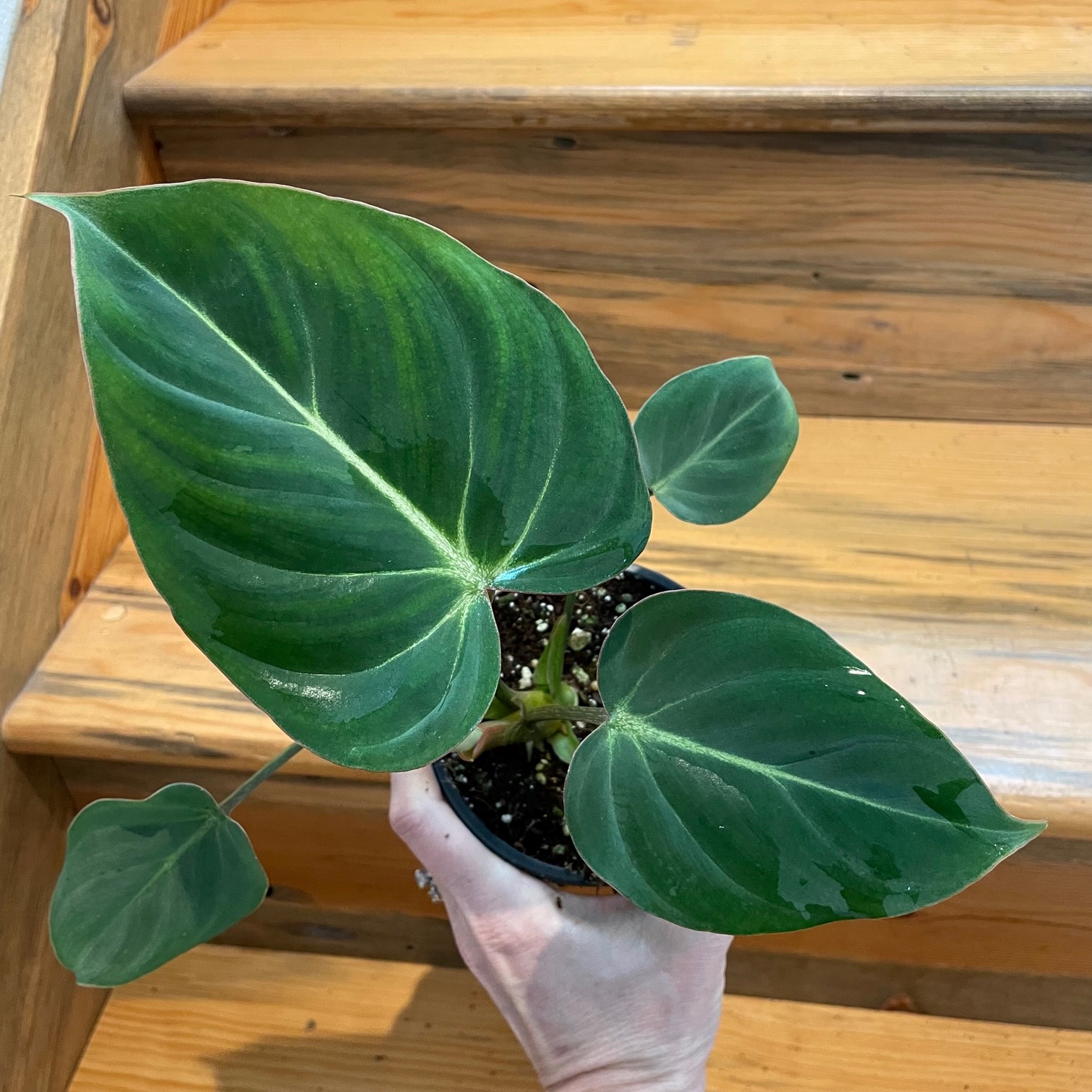Philodendron gloriosum (4.5" Pot) - Image 2