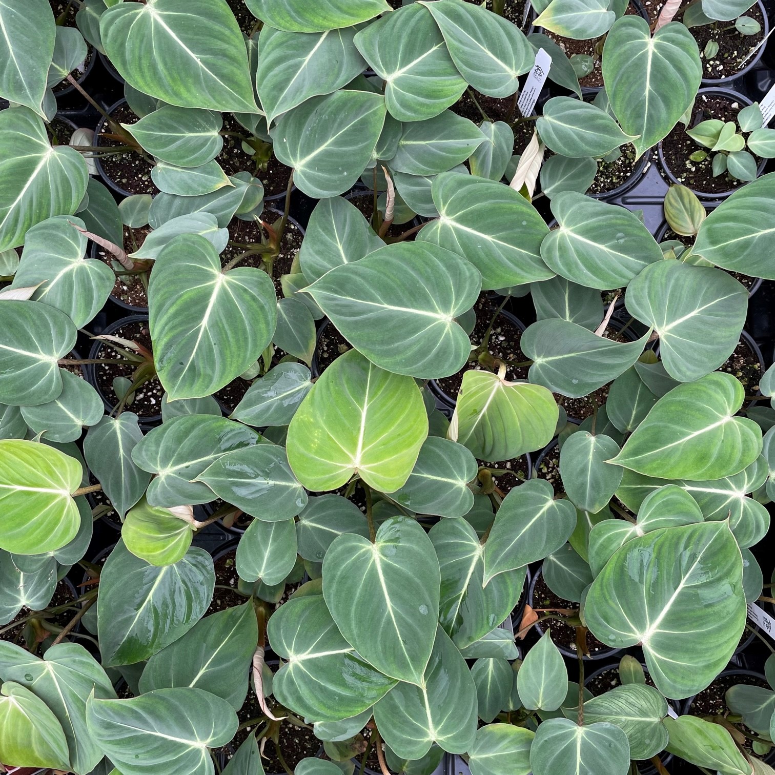 Philodendron gloriosum (4.5" Pot) - Image 3