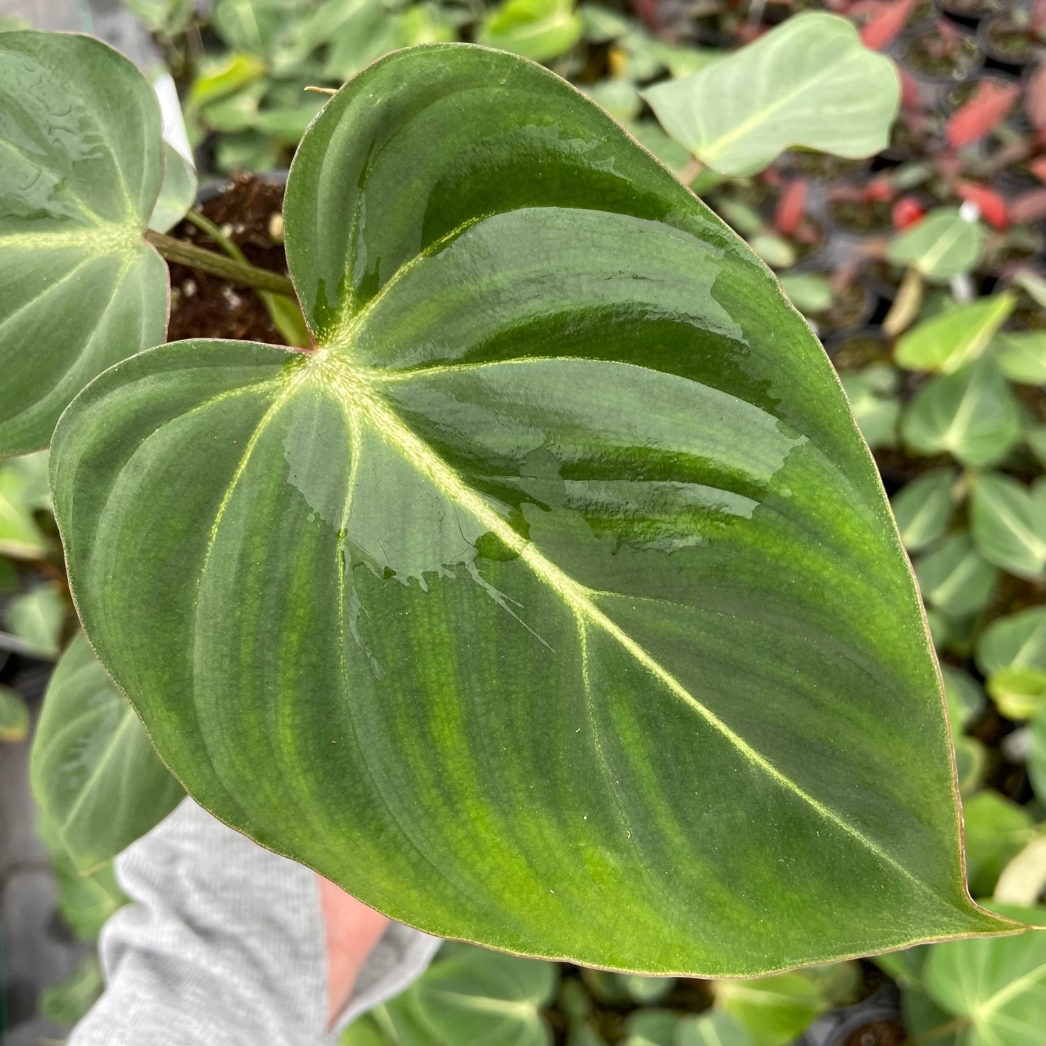 Philodendron gloriosum (4.5" Pot) - Image 4