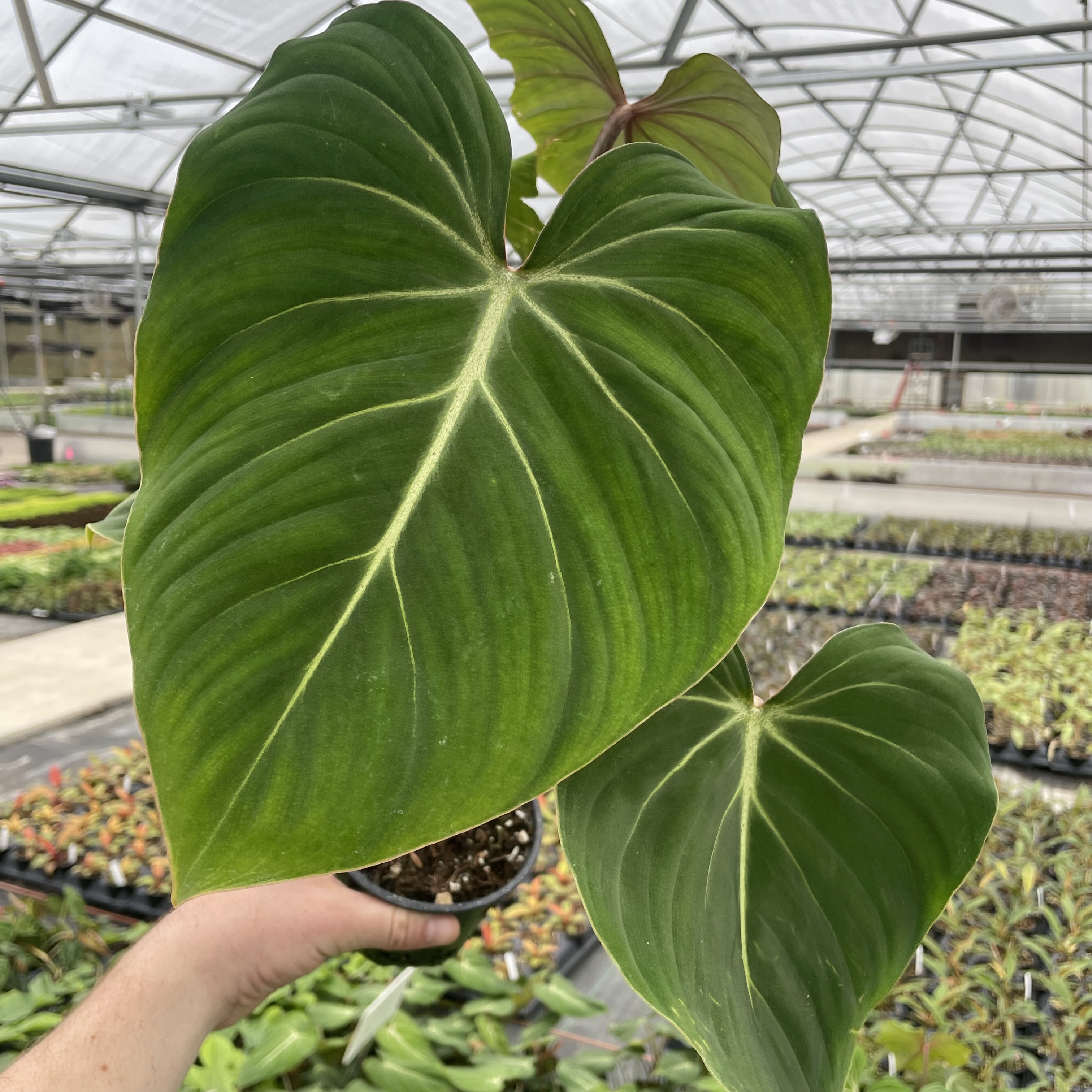 Philodendron gloriosum (4.5" Pot)