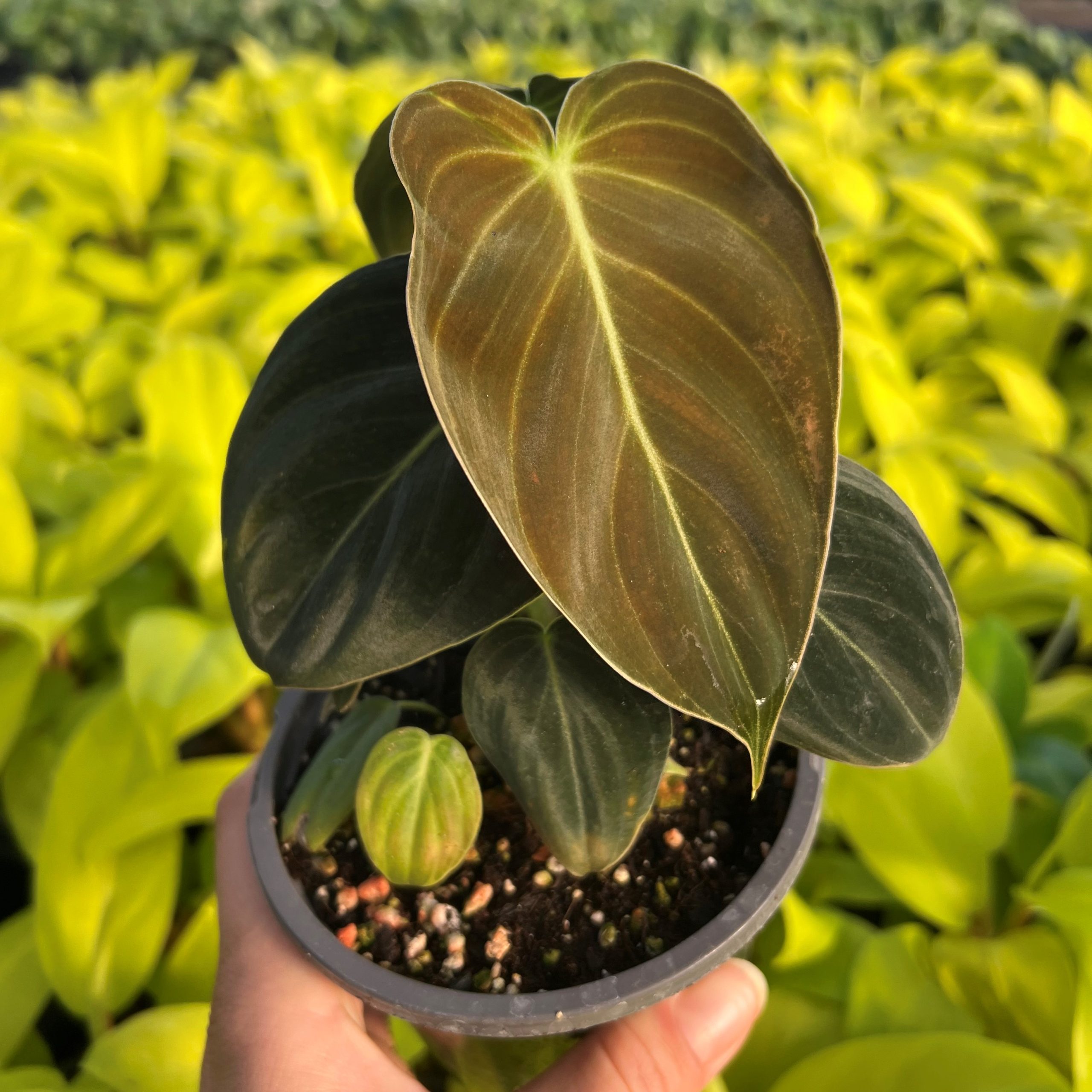 Philodendron melanochrysum - Black-Gold Philodendron (4.5" Pot) | Little  Prince of Oregon Nursery