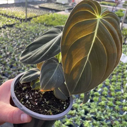 Philodendron melanochrysum - Black-Gold Philodendron (4.5" Pot) | Little  Prince of Oregon Nursery
