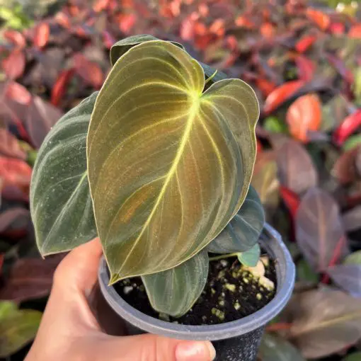 philodendron atom standort Philodendron Selloum Atom – Elegante und einfache Zimmerpflanze main image 0