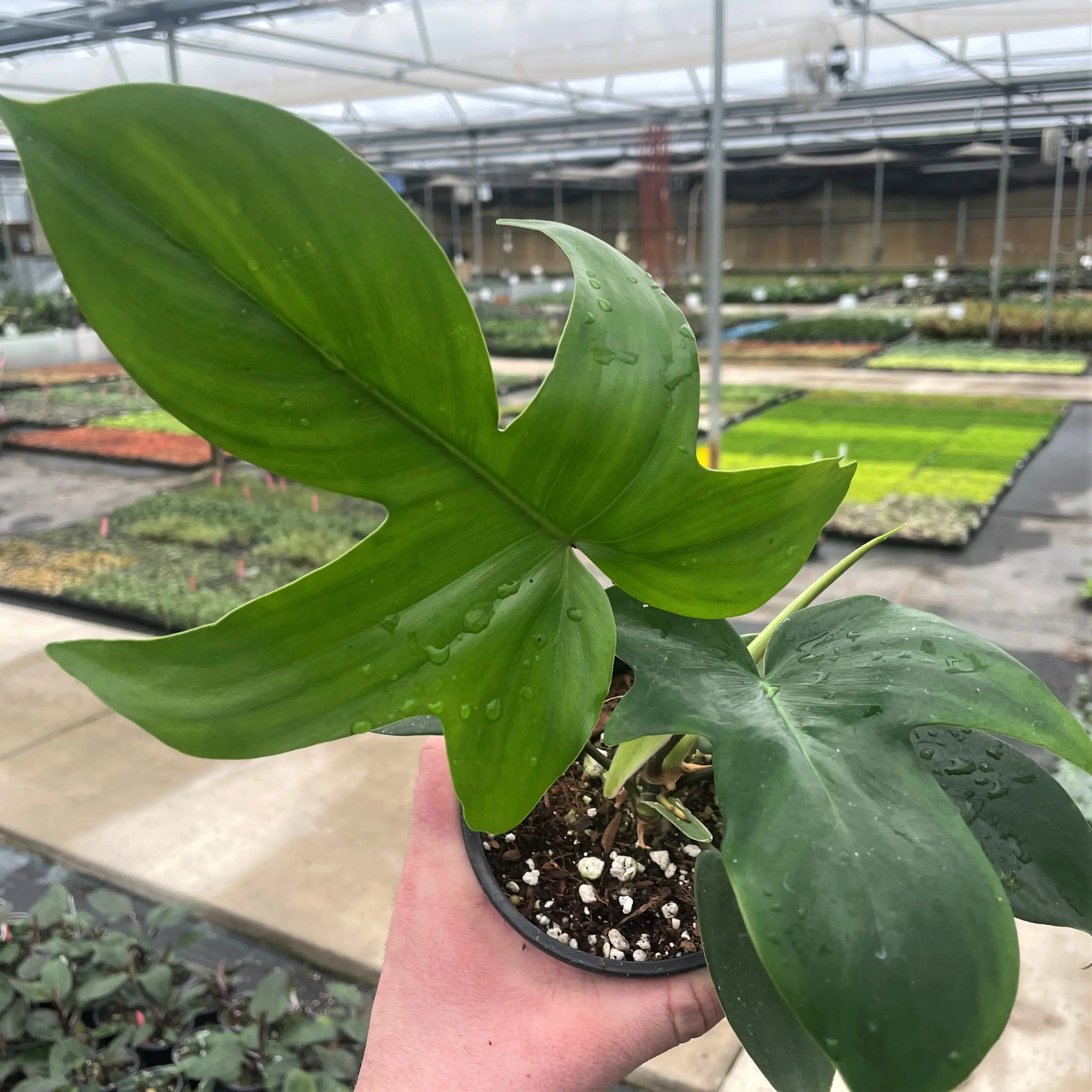 Philodendron pedatum 'Florida Ghost' | Little Prince of Oregon Nursery