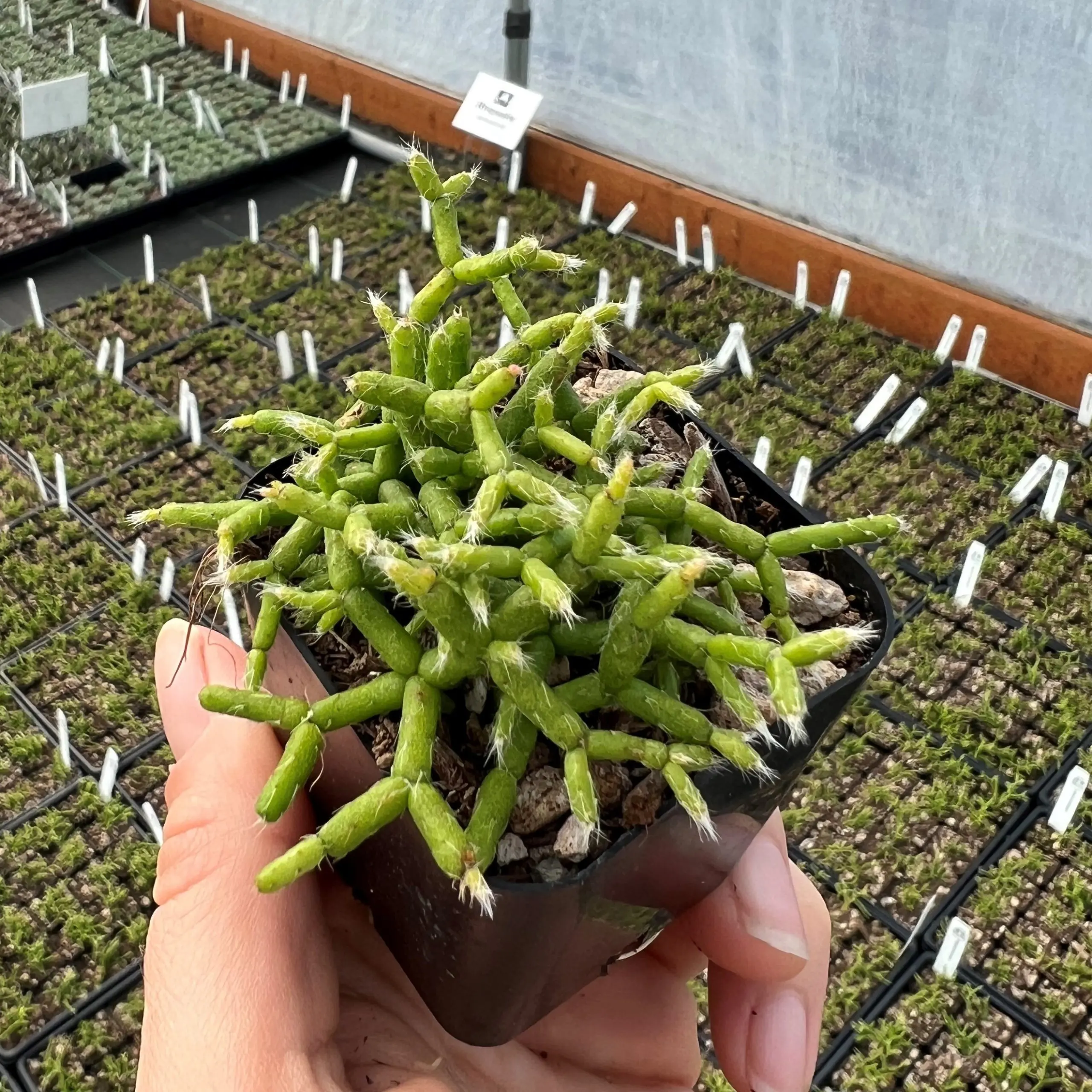 Rhipsalis cereuscala - Coral Cactus, Rice Cactus (4.5" Pot) | Little Prince  of Oregon Nursery
