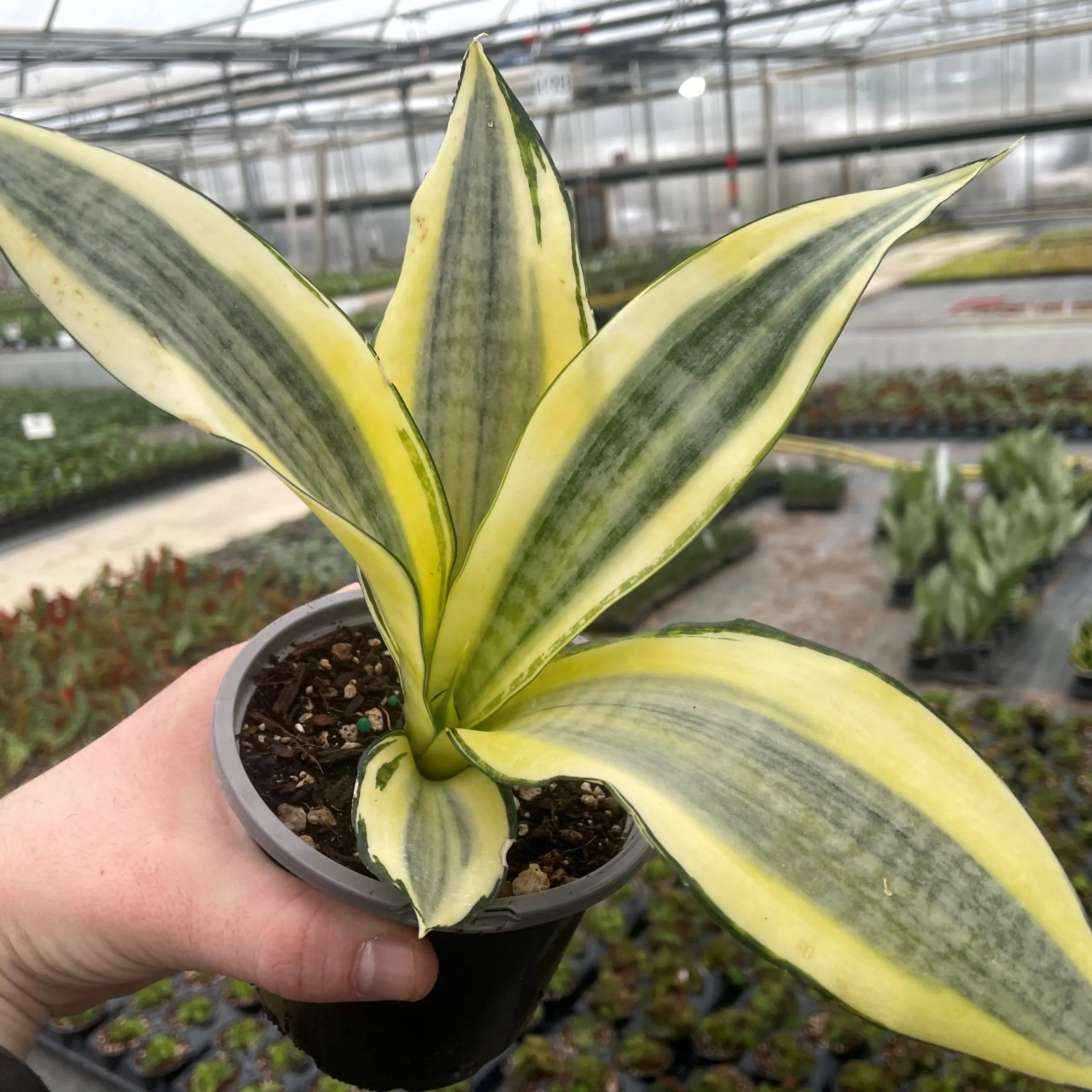 Sansevieria trifasciata 'Gold Dust' - Snake Plant (4.5