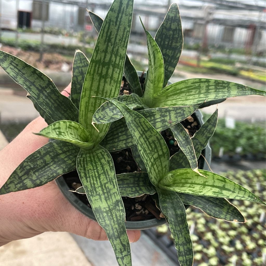 Sansevieria-trifasciata-Silver