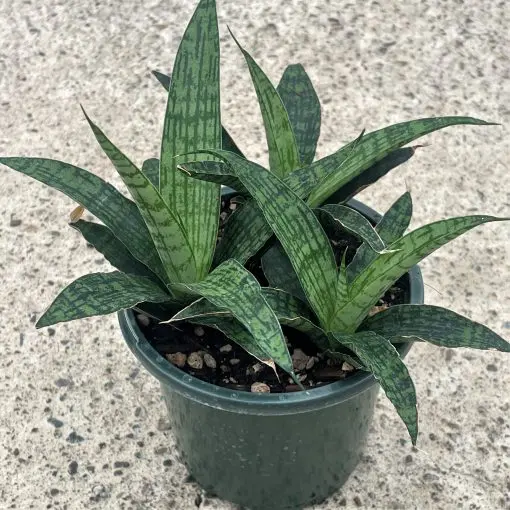 Sansevieria trifasciata 'Silver Steel' - Snake Plant (4.5" Round) | Little  Prince of Oregon Nursery