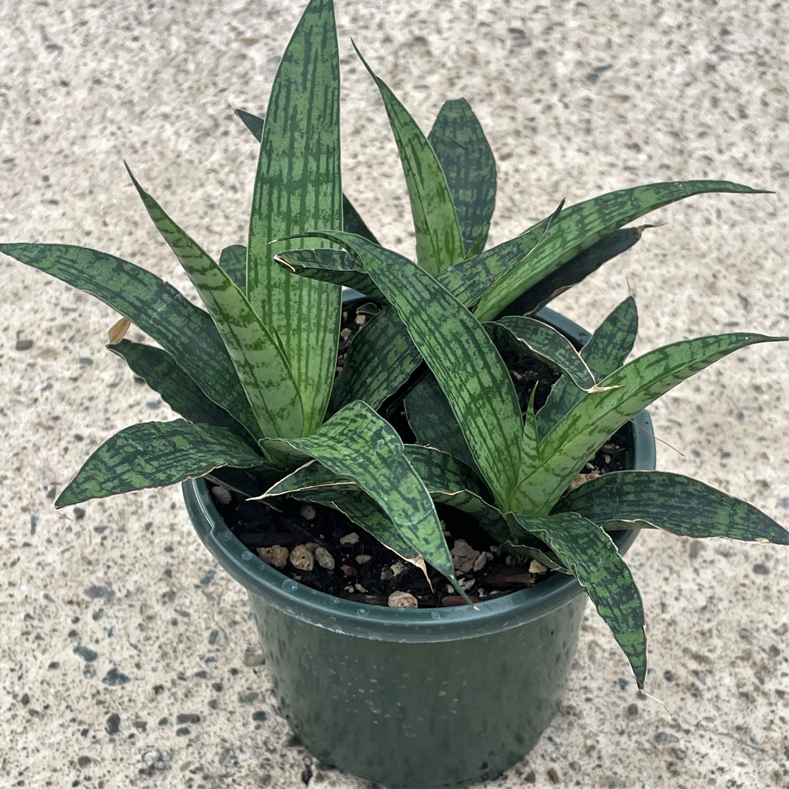 Sansevieria trifasciata 'Silver Steel' - Snake Plant (4.5" Round) | Little  Prince of Oregon Nursery