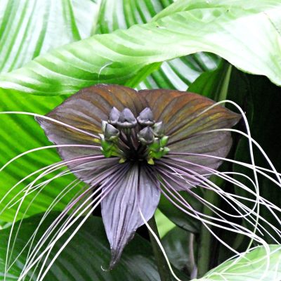 Tacca chantrieri 'Black' - Black Bat Flower, Cat Whiskers, Devil Flower (4.5" Pot)
