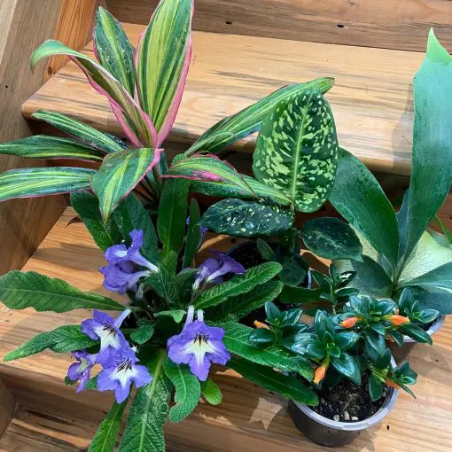 n2_plants 様 This just opened up : r/Nepenthes