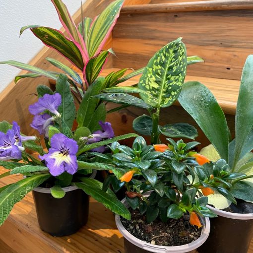 Garden Answer - A Specialty Houseplant Box | Little Prince of