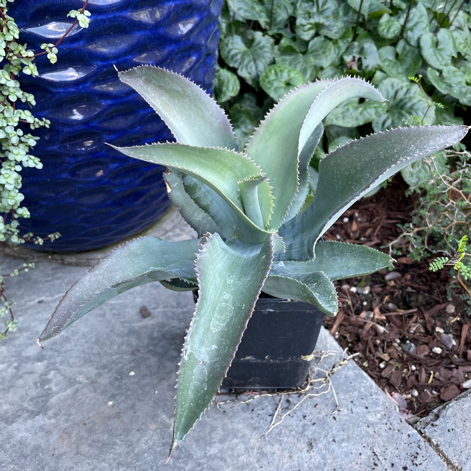 Agave 'Curly'