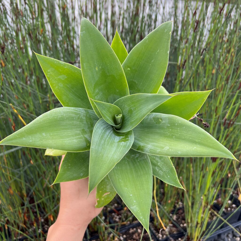Agave attenuata - Foxtail Agave (4.5
