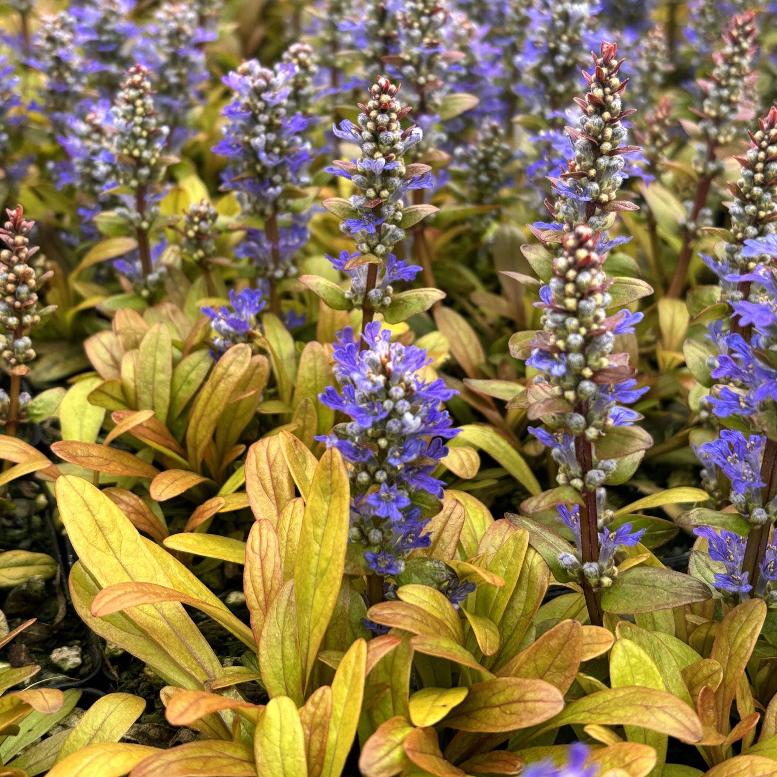 Ajuga Fancy Finch 1