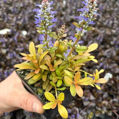Ajuga Fancy Finch