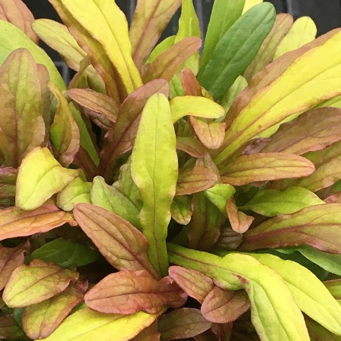 Ajuga Feathered Friends™ 'Fancy Finch' PPAF - Bugleweed (3.5" Pot) - Image 2
