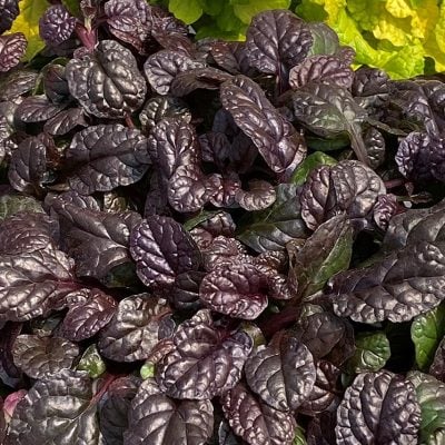Ajuga Feathered Friends™ 'Fierce Falcon' PPAF - Bugleweed (3.5" Pot)