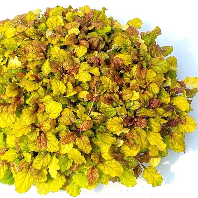 Ajuga Feathered Friends™ 'Parrot Paradise' PPAF - Bugleweed (3.5" Pot) - Image 2