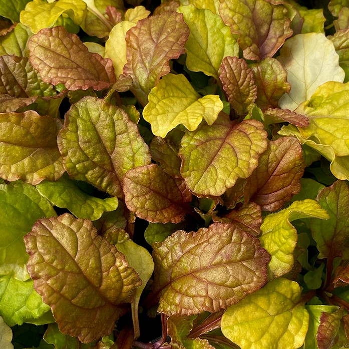 Ajuga Feathered Friends™ 'Parrot Paradise' PPAF - Bugleweed (3.5" Pot)