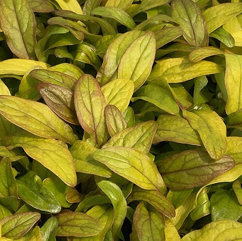 Ajuga Feathered Friends™ 'Petite Parakeet' PPAF - Bugleweed (3.5" Pot)