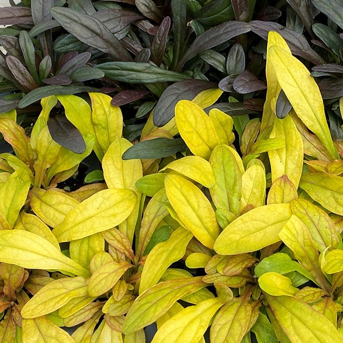 Ajuga Feathered Friends™ 'Petite Parakeet' PPAF - Bugleweed (3.5" Pot) - Image 2