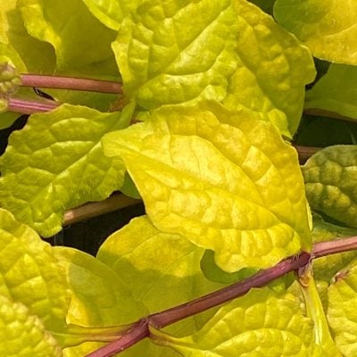 Ajuga Feathered Friends™ 'Tropical Toucan' PPAF - Bugleweed (3.5" Pot)
