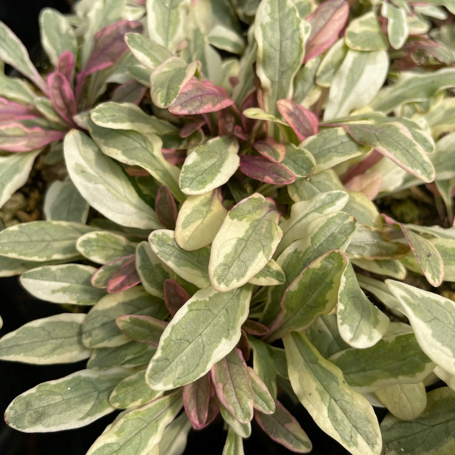 Ajuga tenorii 'Princess Nadia' - Bugleweed (3.5" Pot)