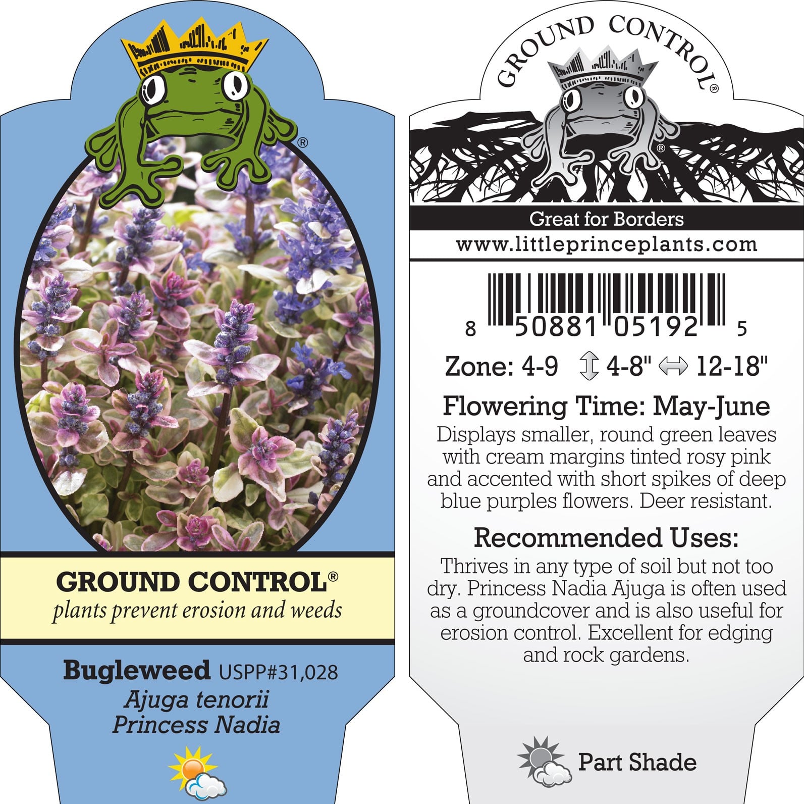 Ajuga tenorii 'Princess Nadia' - Bugleweed, USPP #31,028