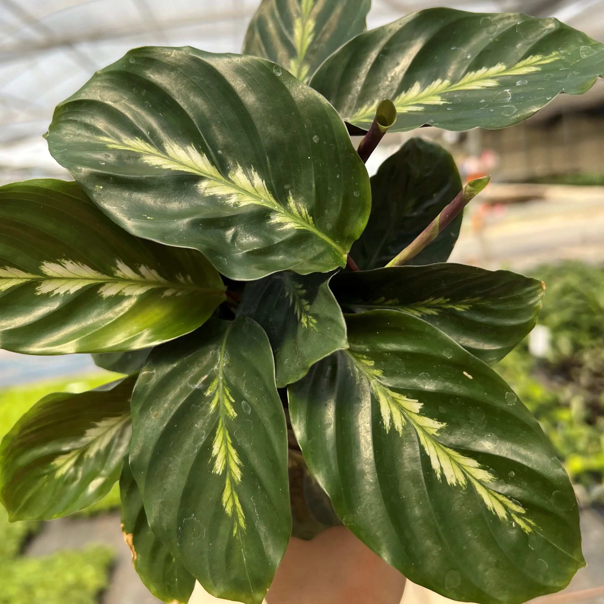 Calathea 'Maui Queen' - Prayer Plant (4.5" Pot) | Little Prince of Oregon  Nursery