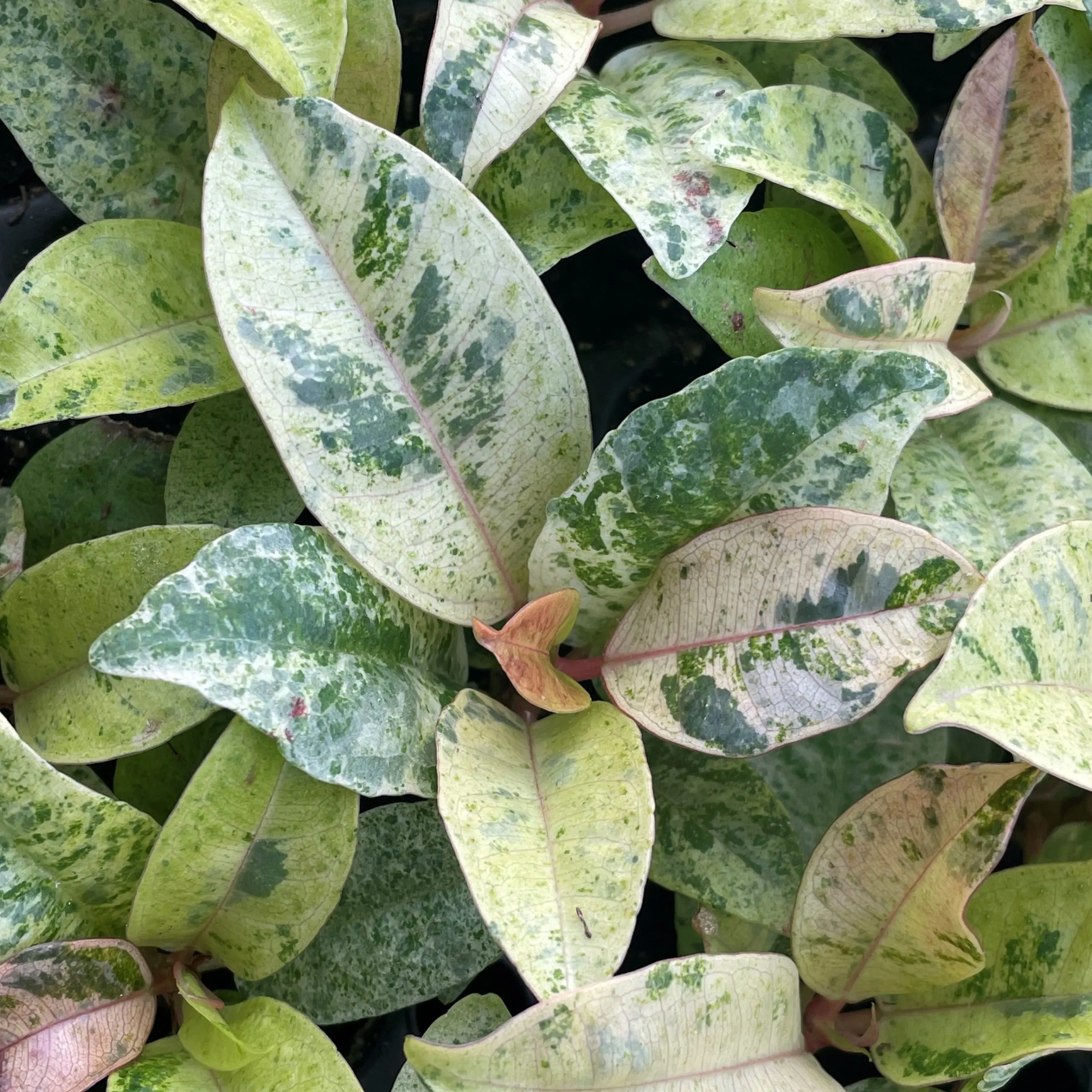 Ficus 'Shiveriana Moonshine' - Rubber Tree (4.5" Pot) | Little Prince of  Oregon Nursery