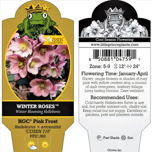Helleborus HGC® 'Pink Frost' - Hellebore (1 Gallon) | Little