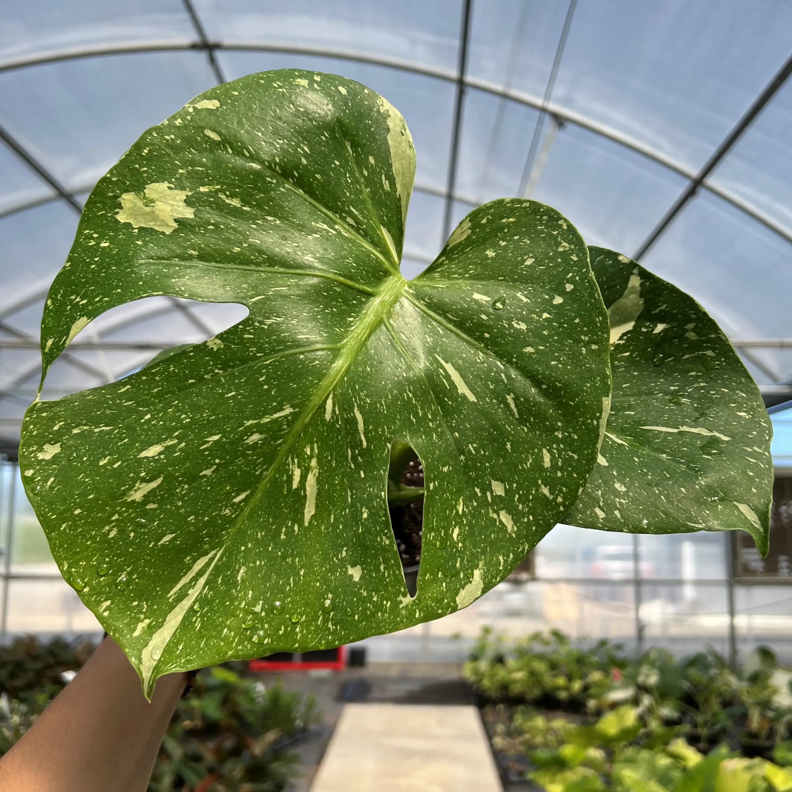 Monstera 'Thai Constellation' (4.5" Pot) | Little Prince of Oregon Nursery