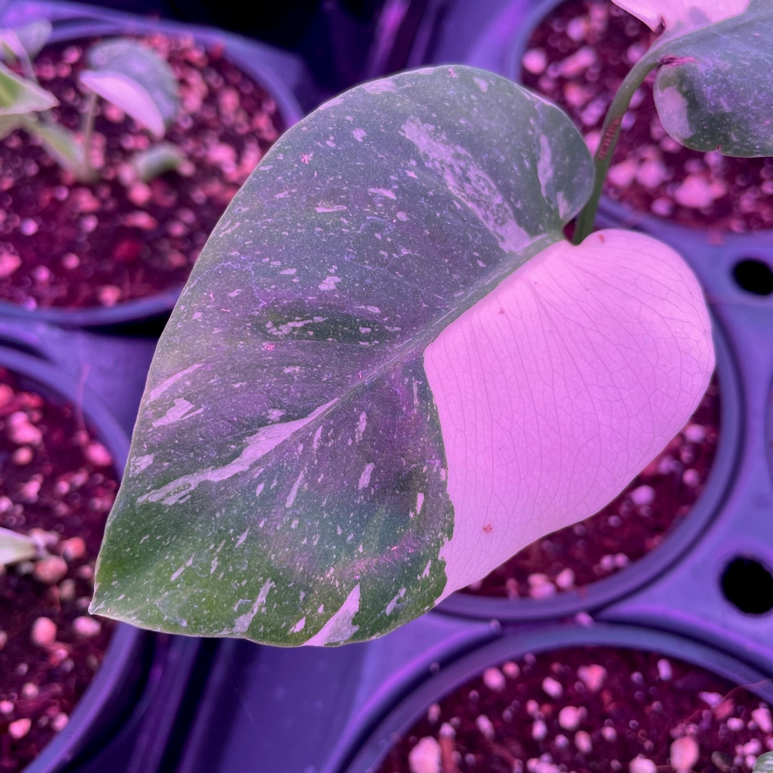 Monstera 'Thai Constellation' (4.5" Pot) | Little Prince of Oregon Nursery
