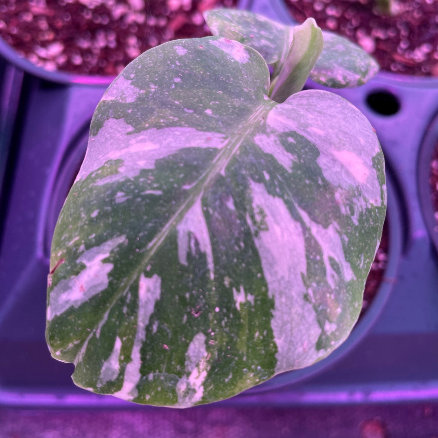 strawberry shake philodendron Philodendron Strawberry Shake – Tropical Houseplant main image 0