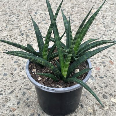 Sansevieria bacularis 'Mikado' - Fernwood Snake Plant (4.5" Pot)