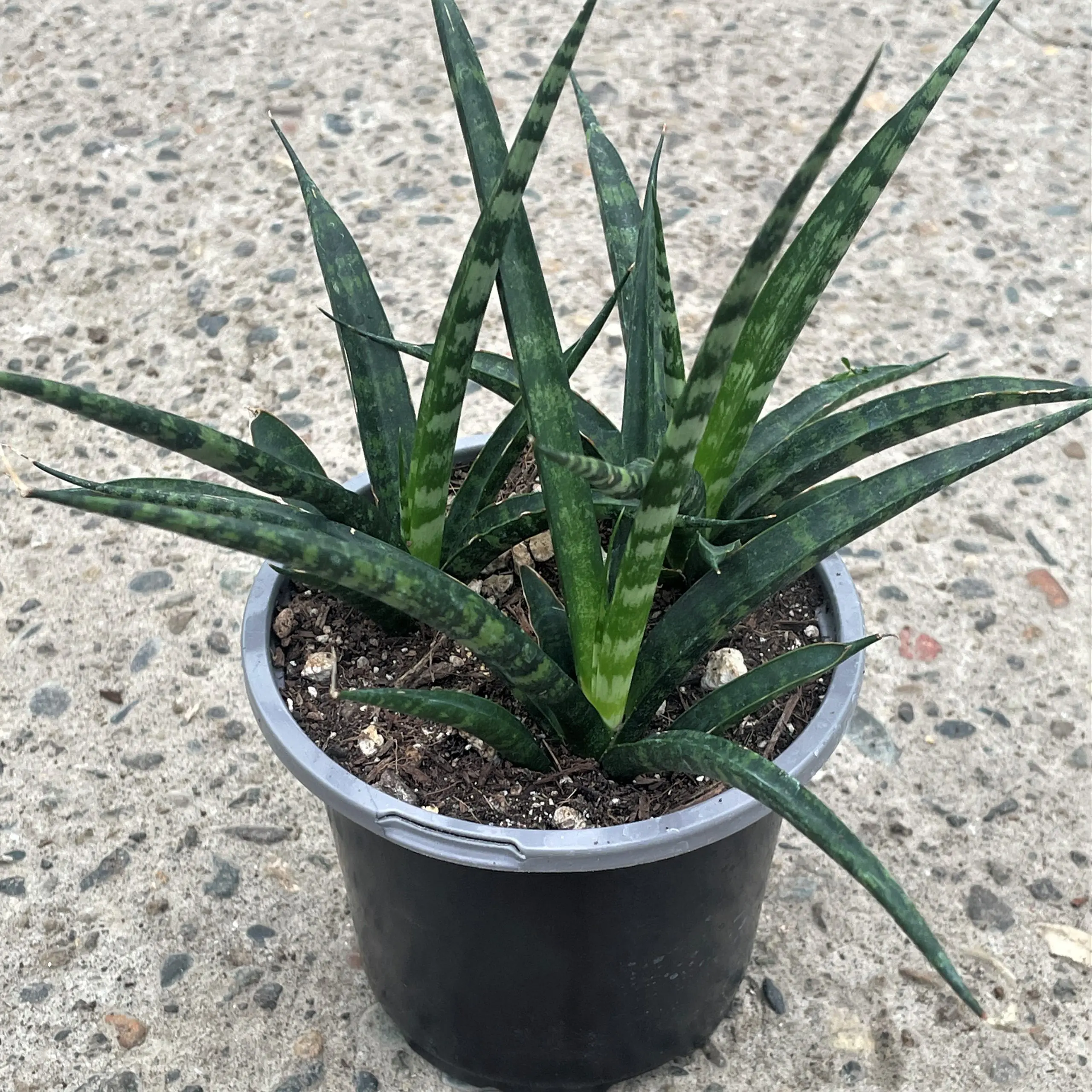 Sansevieria bacularis 'Mikado'  Fernwood Snake Plant