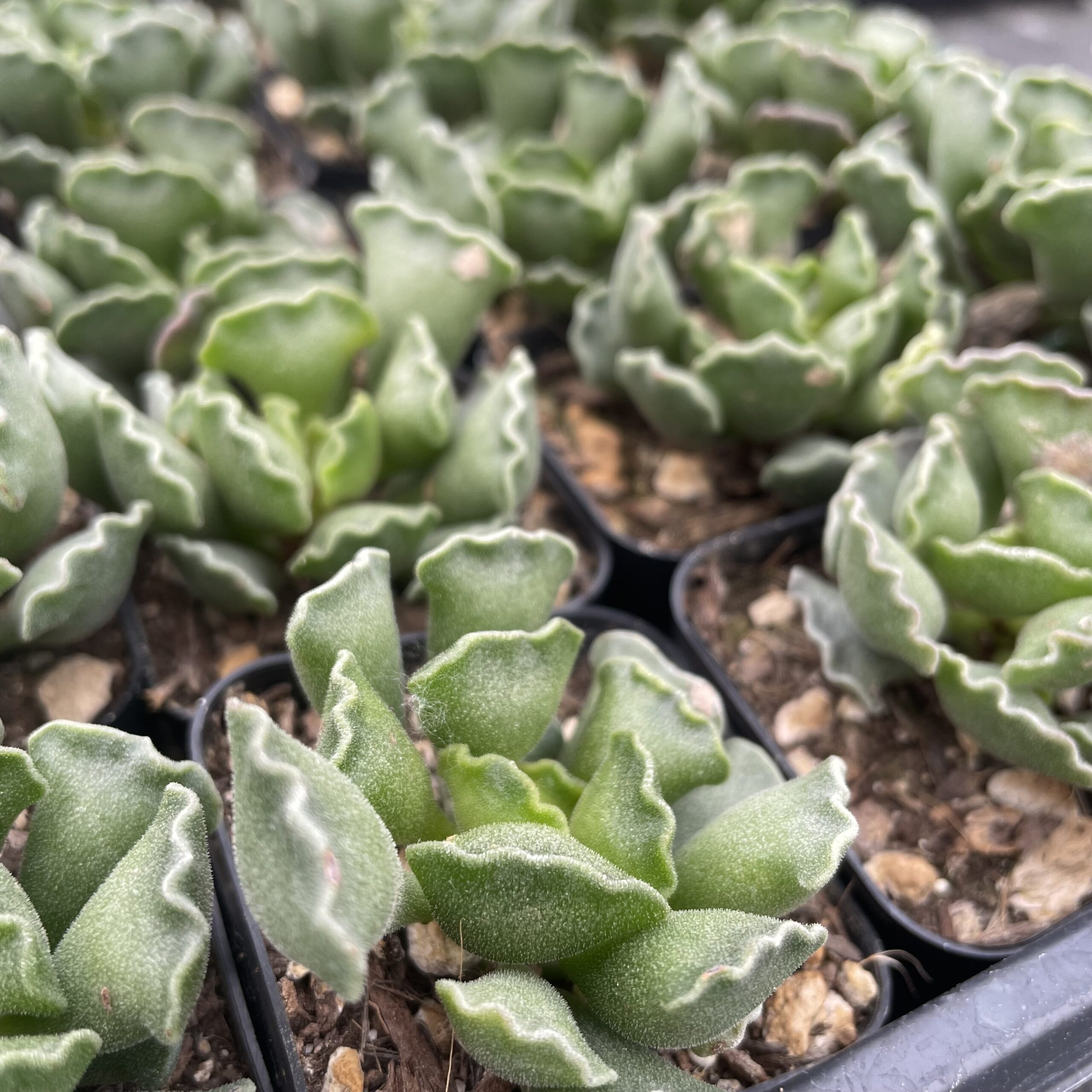 Adromischus cristatus - Crinkle-Leaf Plant (2" Pot) | Little Prince of  Oregon Nursery