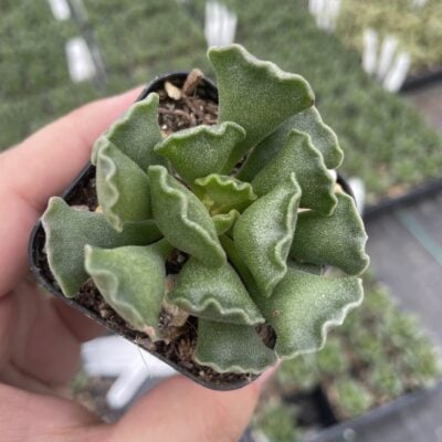Adromischus cristatus 2in May