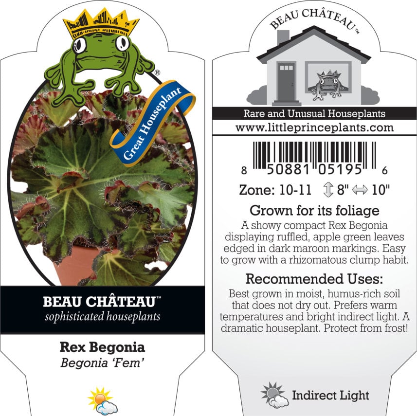 Begonia 'Fem' - Rex Begonia