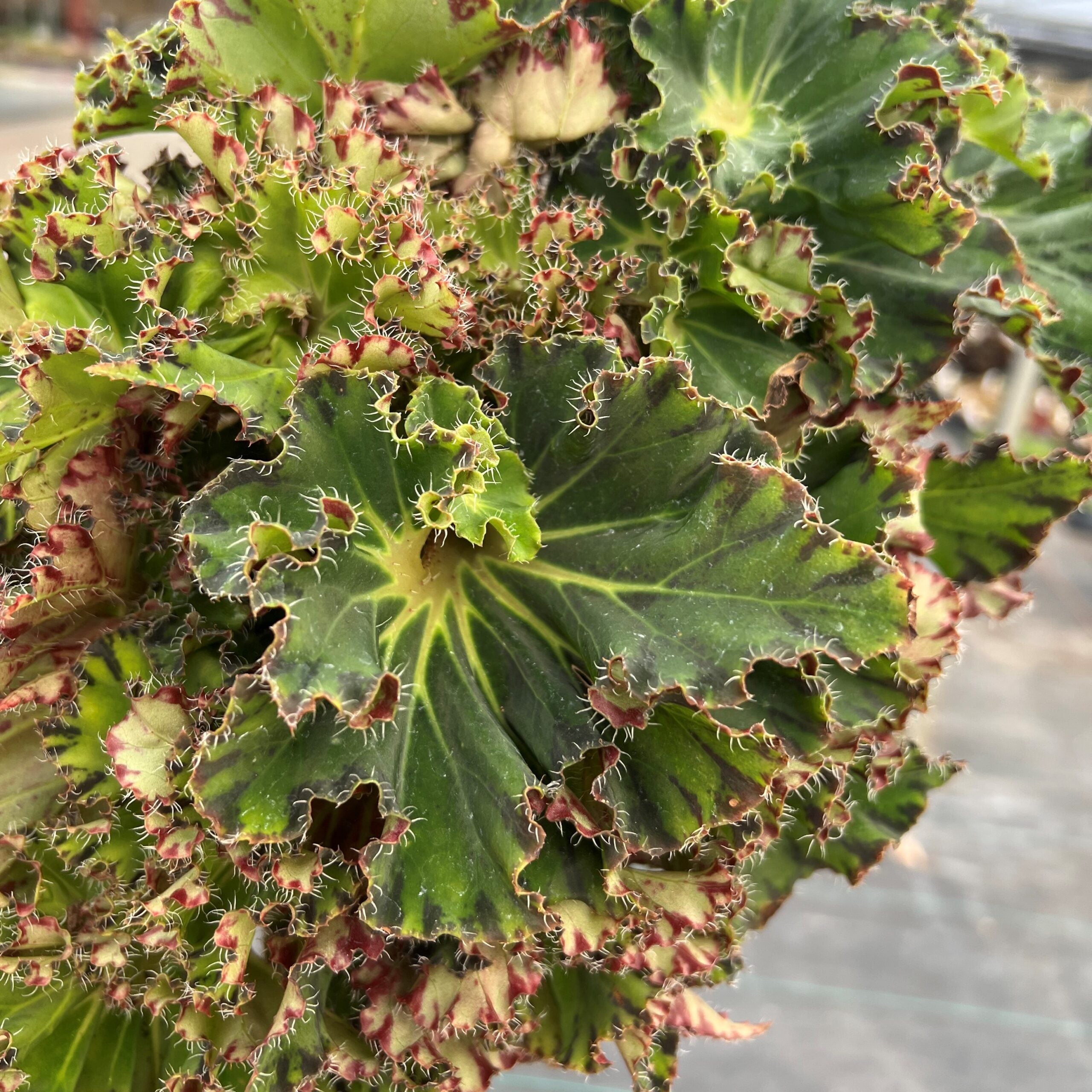 Begonia 'Fem'