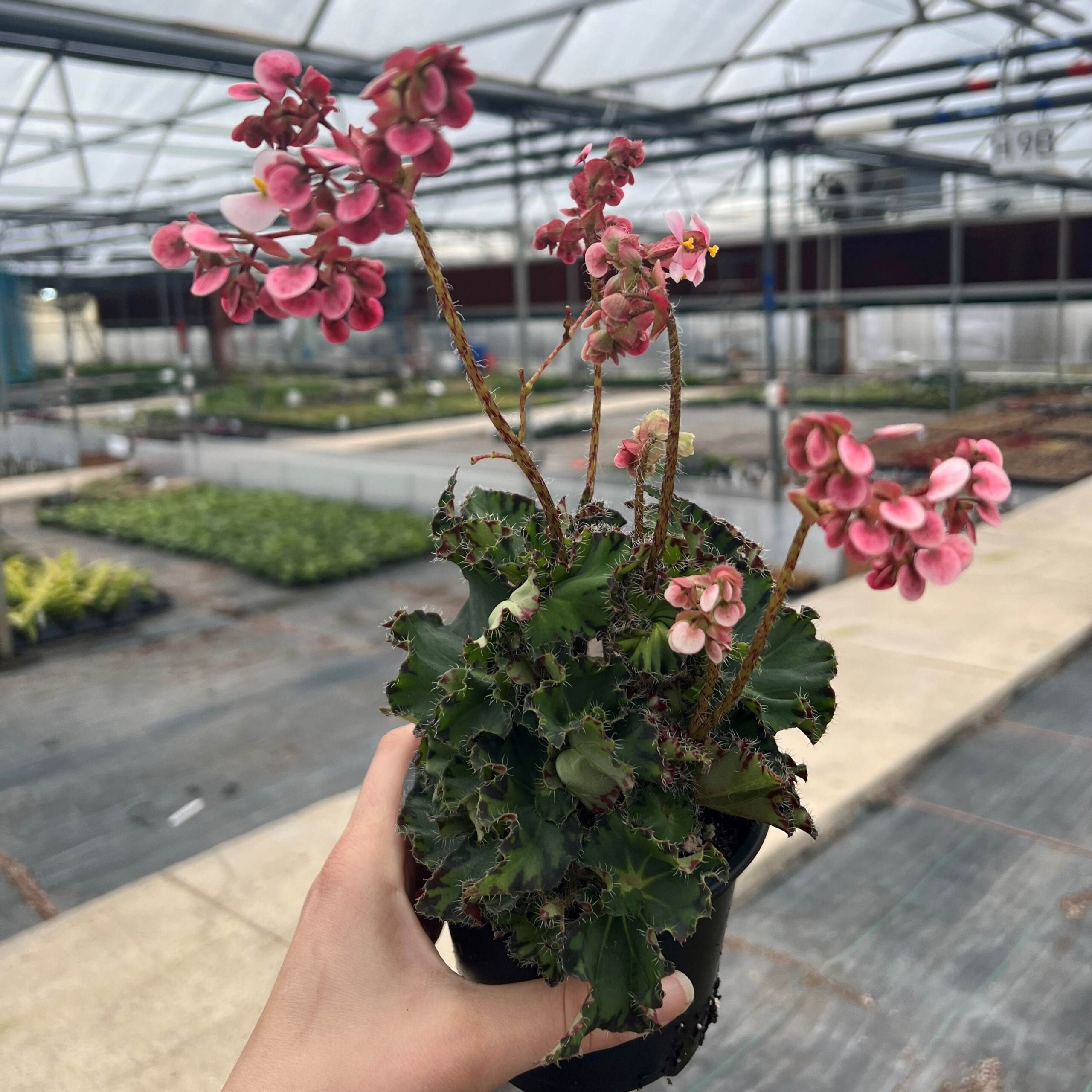 Begonia Fem