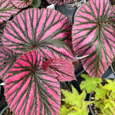 Begonia brevirimosa (4.5" Pot)
