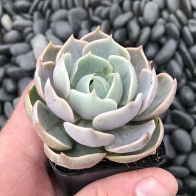 Echeveria 'Lotus' AUGUST2