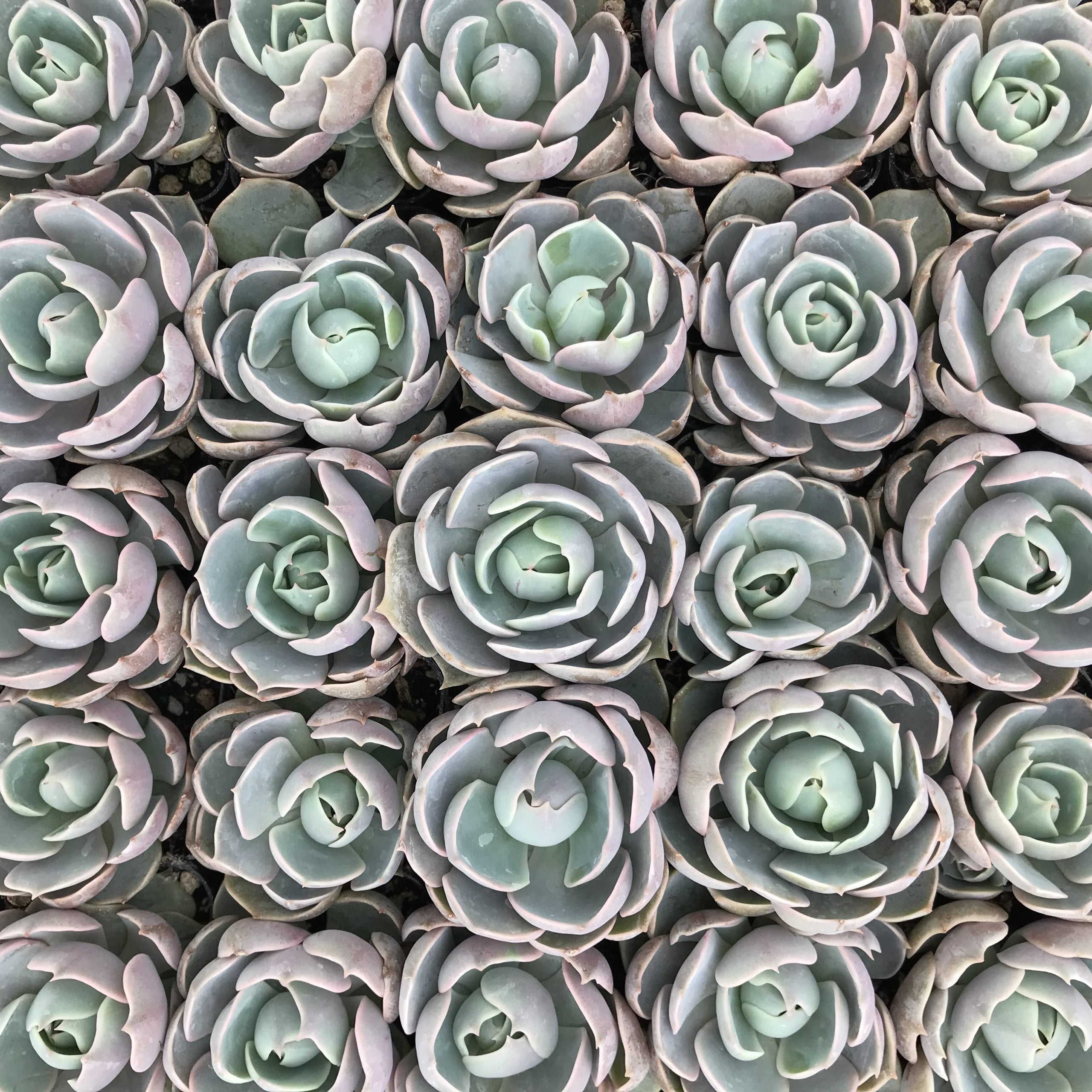 Echeveria 'Lotus' - Succulent (2" Pot) | Little Prince of Oregon Nursery
